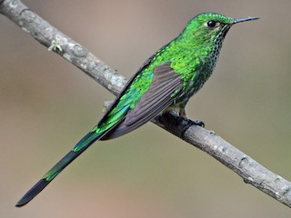  - Green-tailed Trainbearer