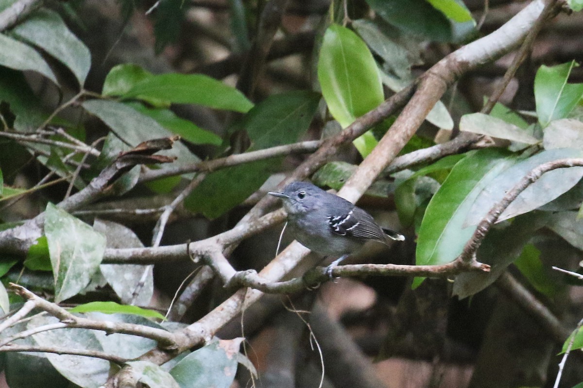 Band-tailed Antbird - ML72195141