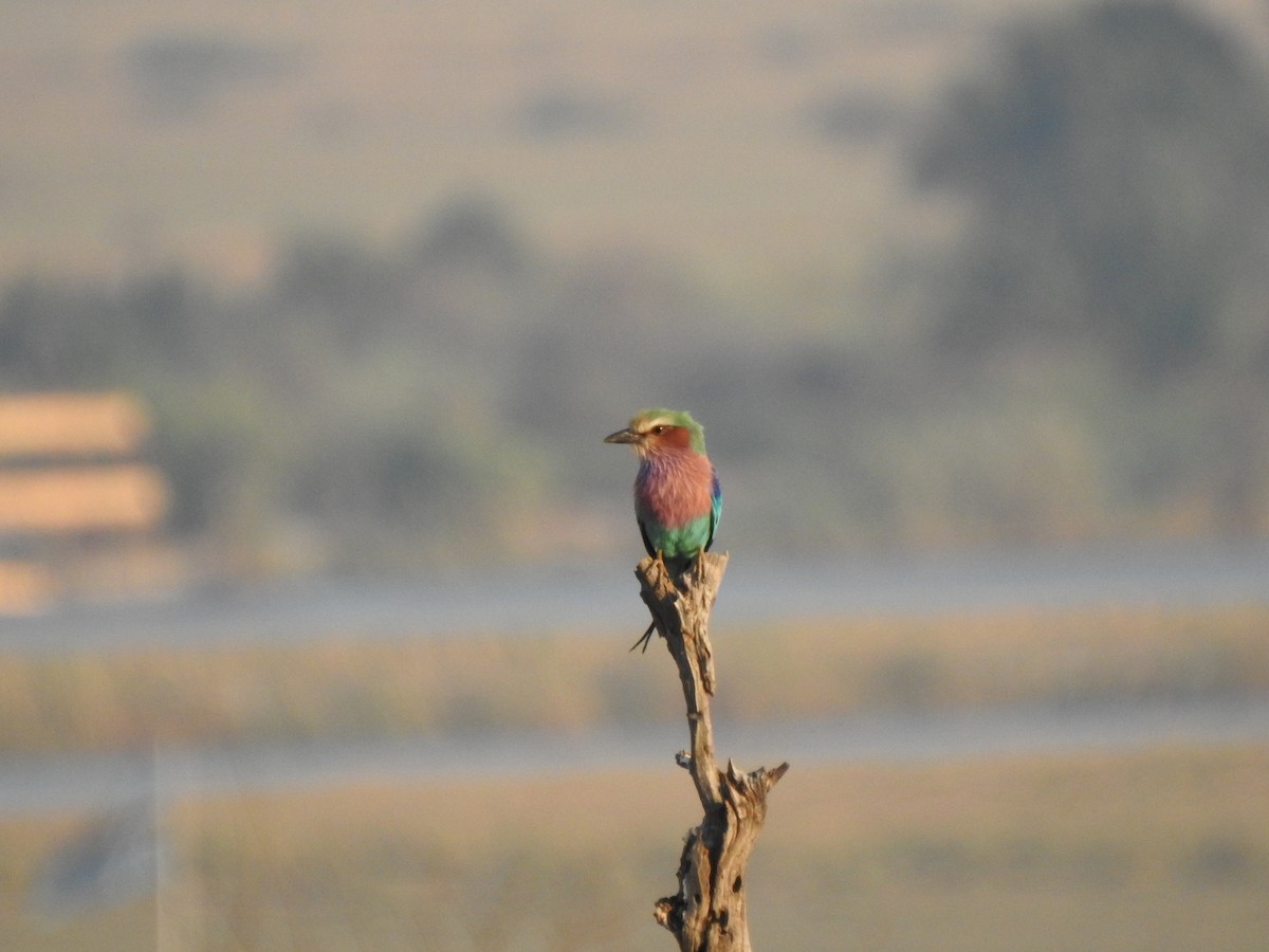 Lilac-breasted Roller - ML72195781
