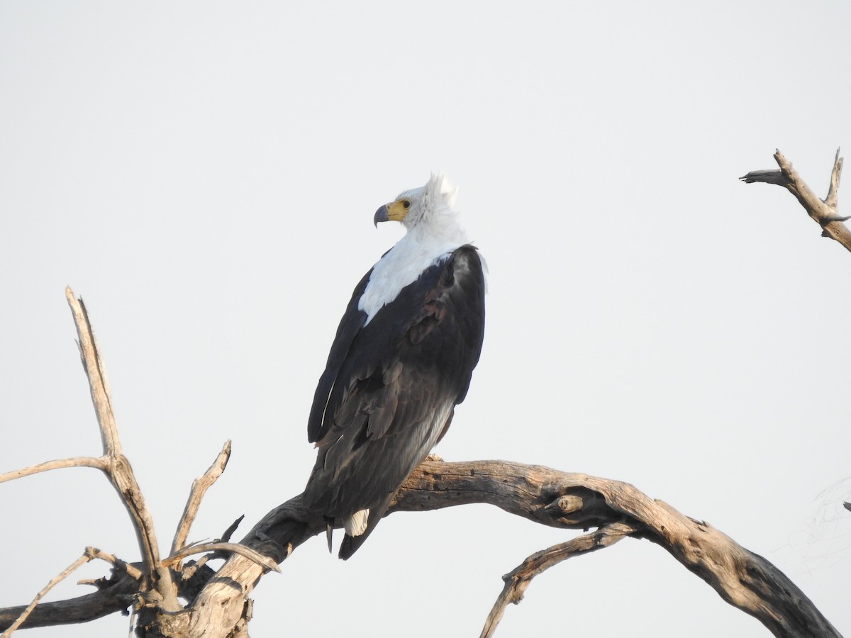 African Fish-Eagle - ML72196461