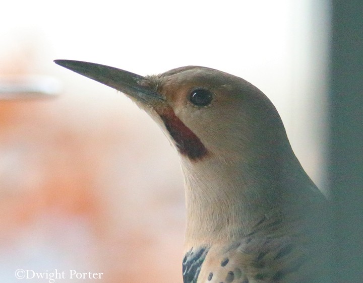 Northern Flicker (Yellow-shafted x Red-shafted) - Dwight Porter