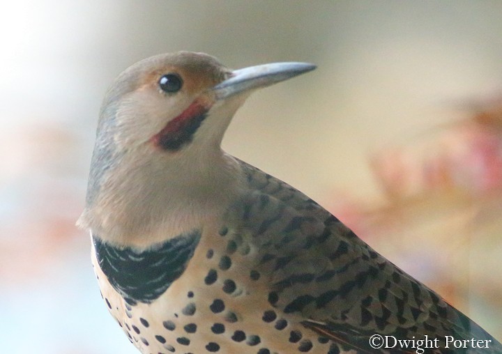 Northern Flicker (Yellow-shafted x Red-shafted) - Dwight Porter