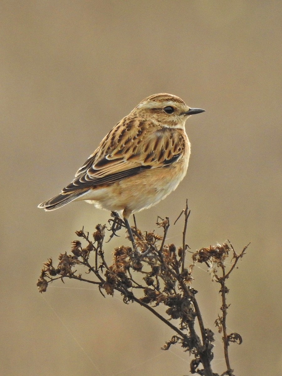 Whinchat - ML72197291