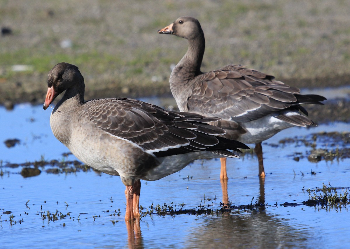 Greater White-fronted Goose - Nels Nelson