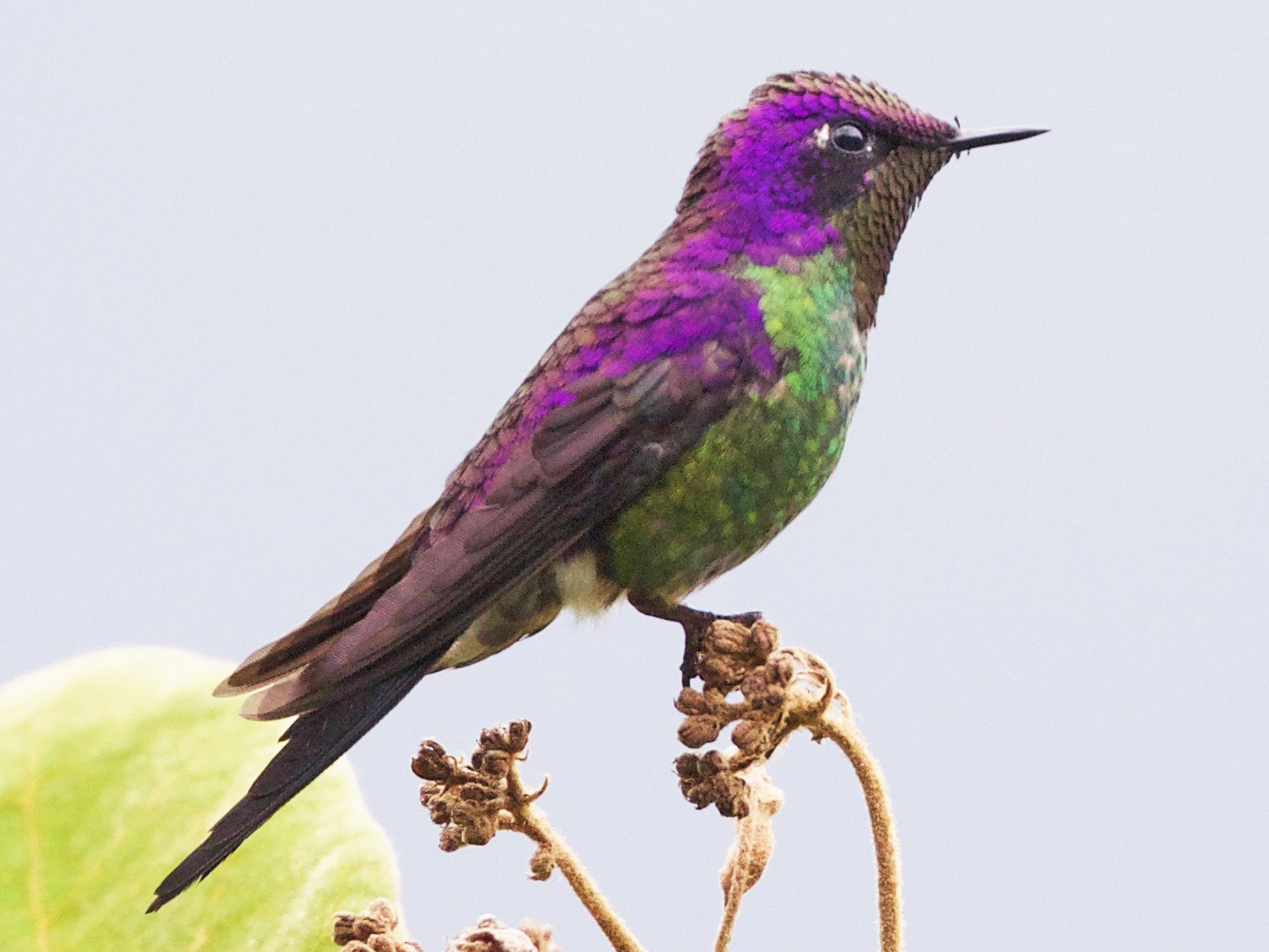 Purple-backed Thornbill - Cory Gregory