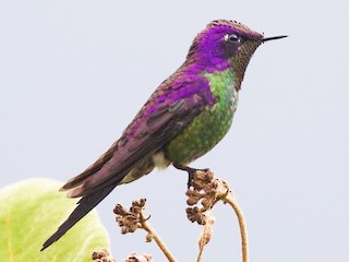  - Purple-backed Thornbill