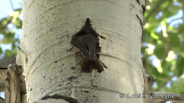 Tree Swallow - ML722015