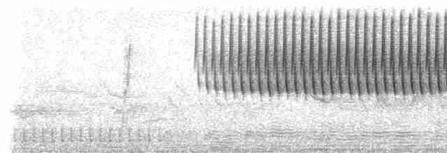 Schwirrammer - ML72202241