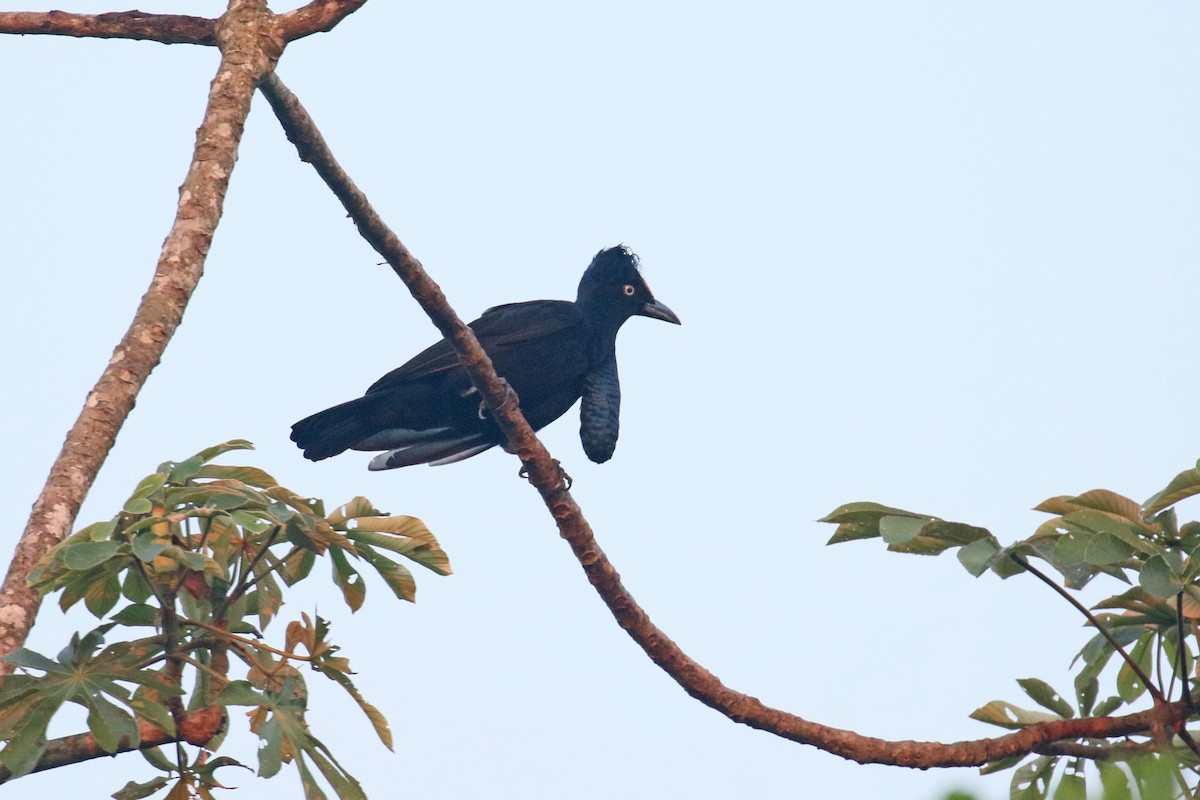Amazonian Umbrellabird - David Lang