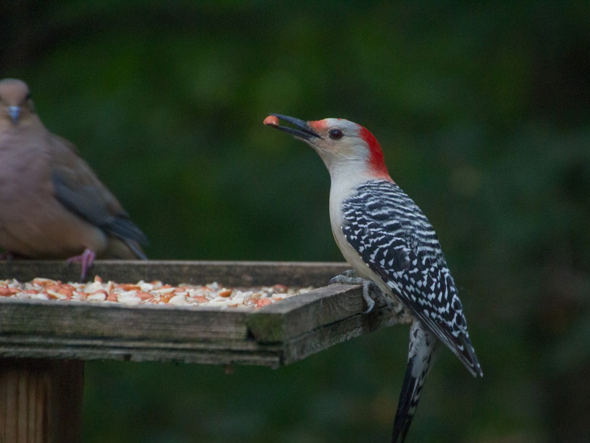 Red-bellied Woodpecker - ML72203741