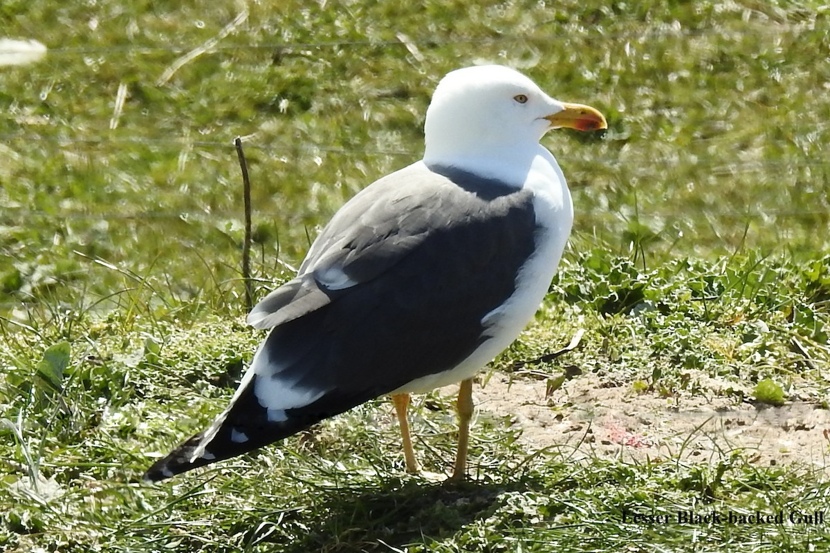 Lesser Black-backed Gull - Alan Green