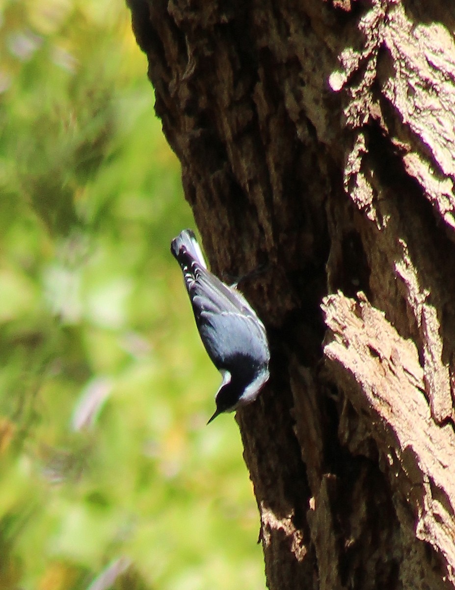 White-breasted Nuthatch - ML72205941