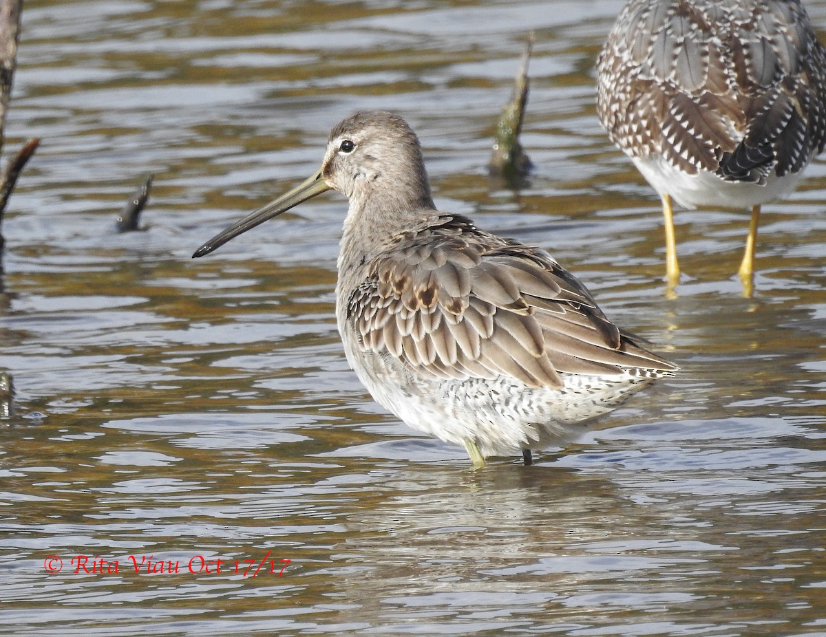 Long-billed Dowitcher - ML72207101