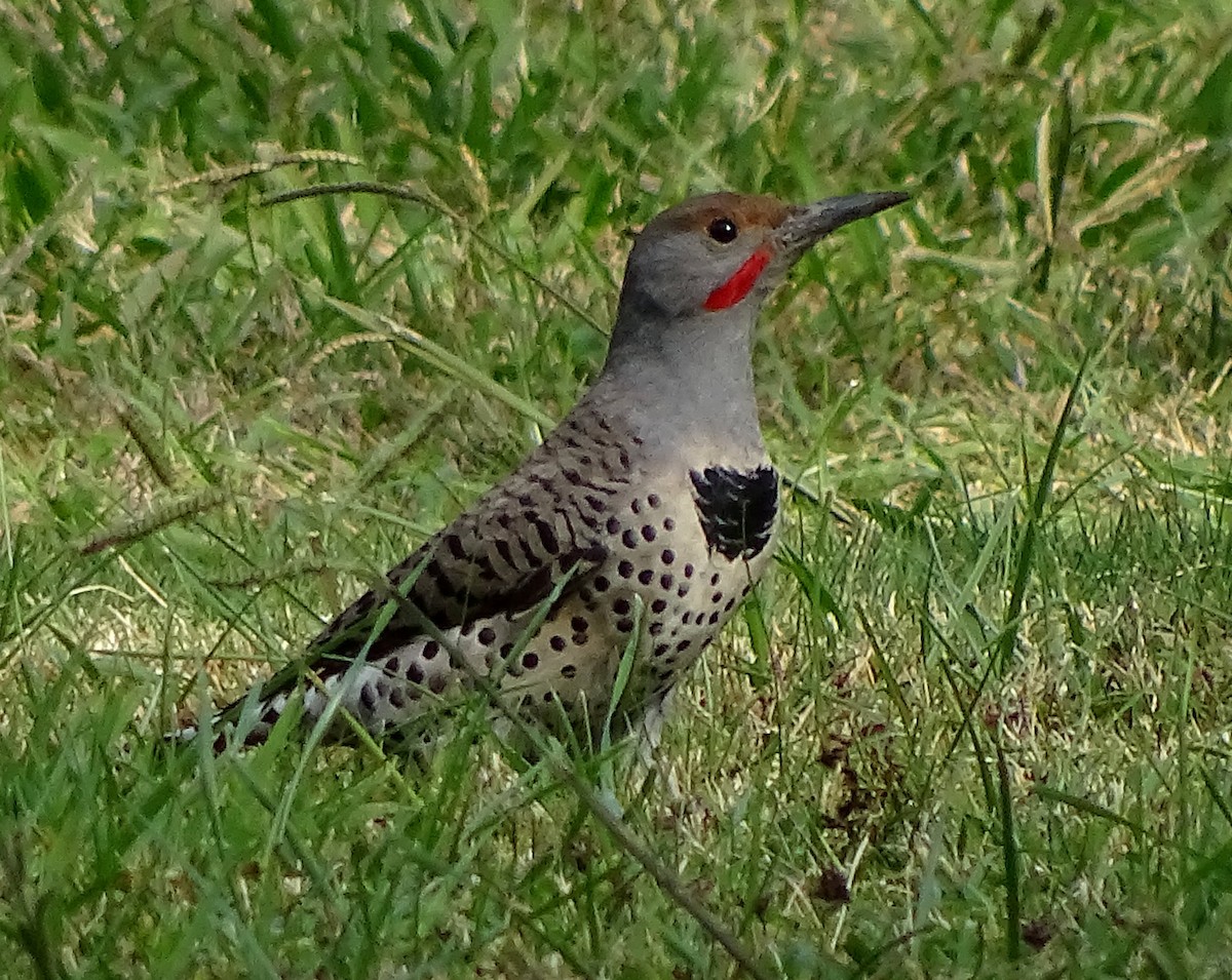 Northern Flicker (Red-shafted) - ML72207161