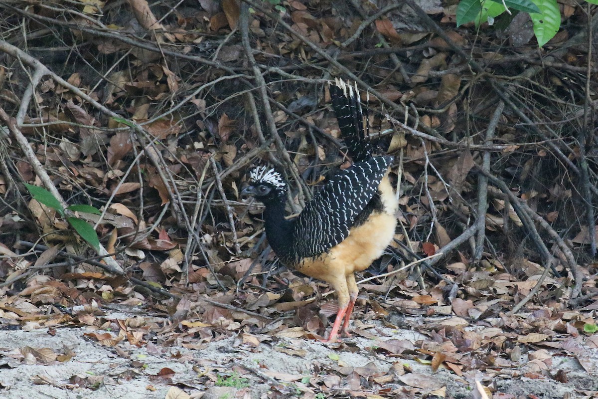 Bare-faced Curassow - ML72208711