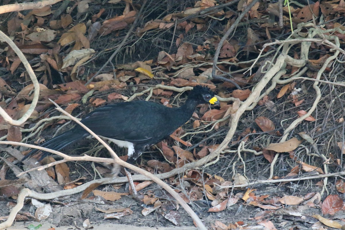 Bare-faced Curassow - ML72208951
