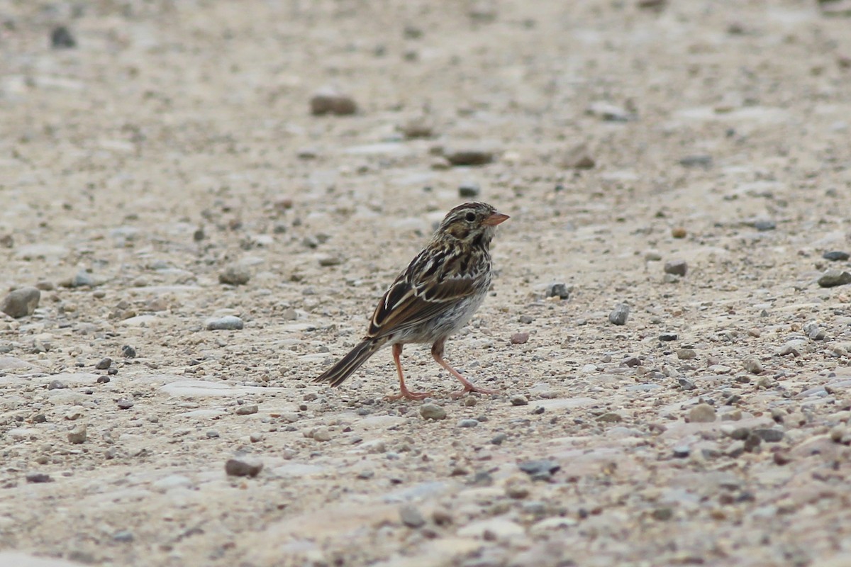 Savannah Sparrow - ML72211301