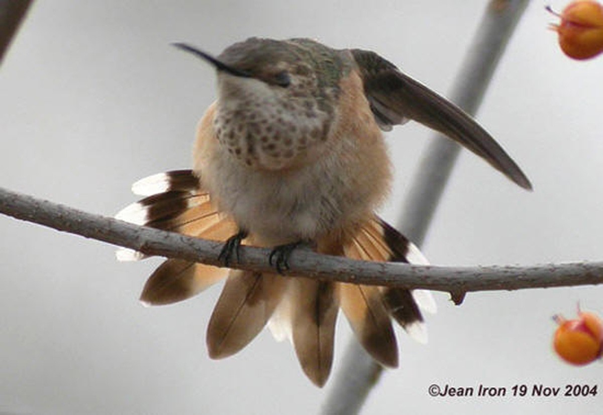 Rufous Hummingbird - Jean Iron