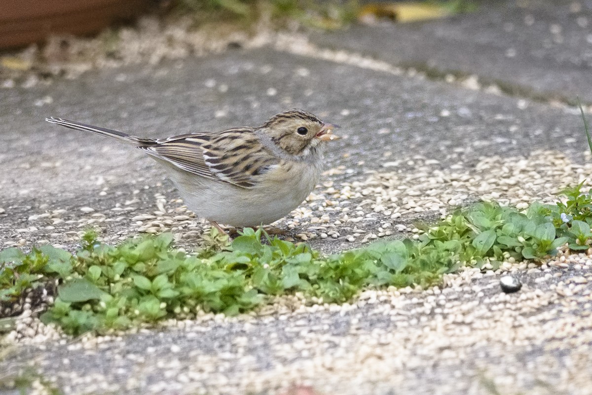 Clay-colored Sparrow - Patrice St-Pierre