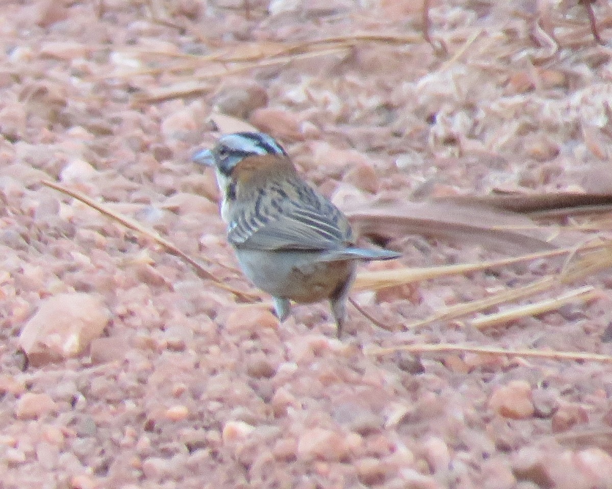 Rufous-collared Sparrow - ML72214751