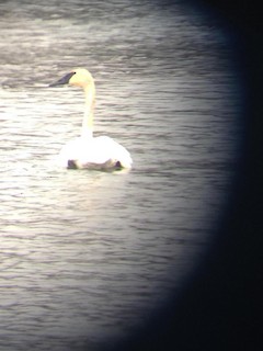 Trumpeter Swan, ML72215371