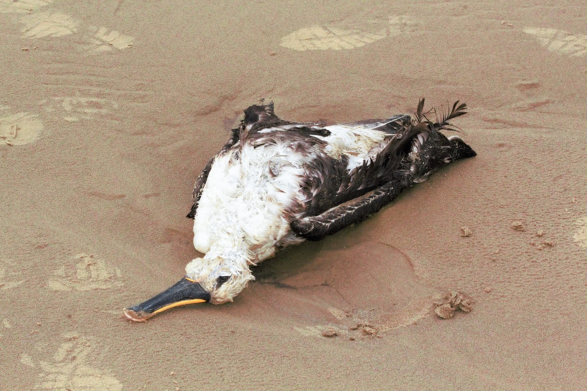 Atlantic Yellow-nosed Albatross - Cláudio Jorge De Castro Filho