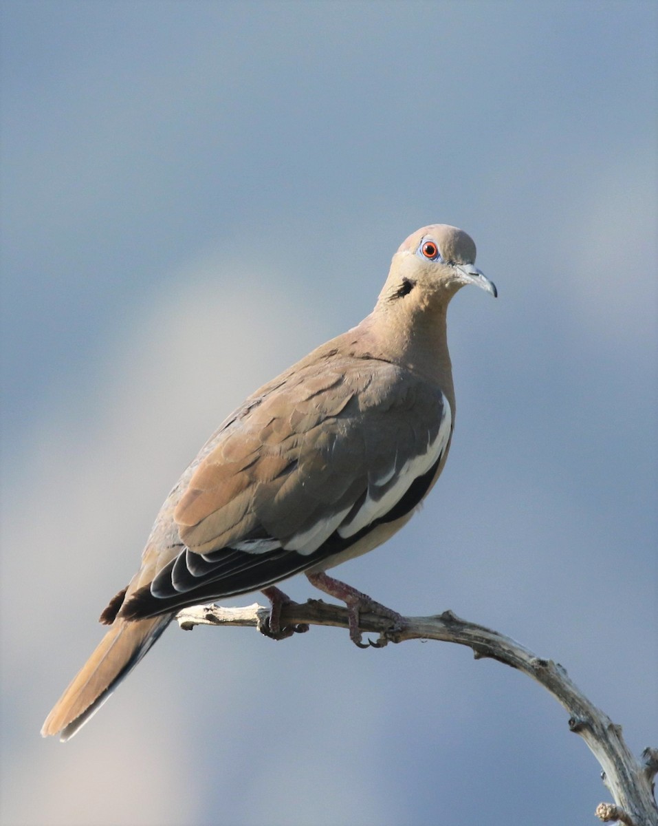 White-winged Dove - Ann Vaughan