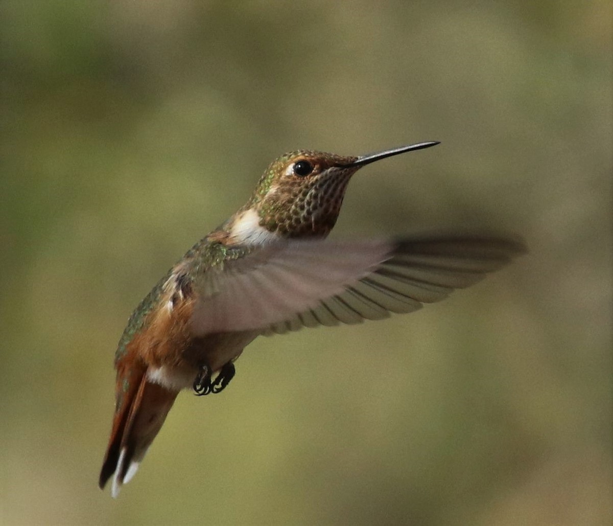 Rufous Hummingbird - ML72216821