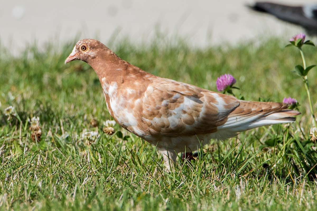 Rock Pigeon (Feral Pigeon) - Sue Barth