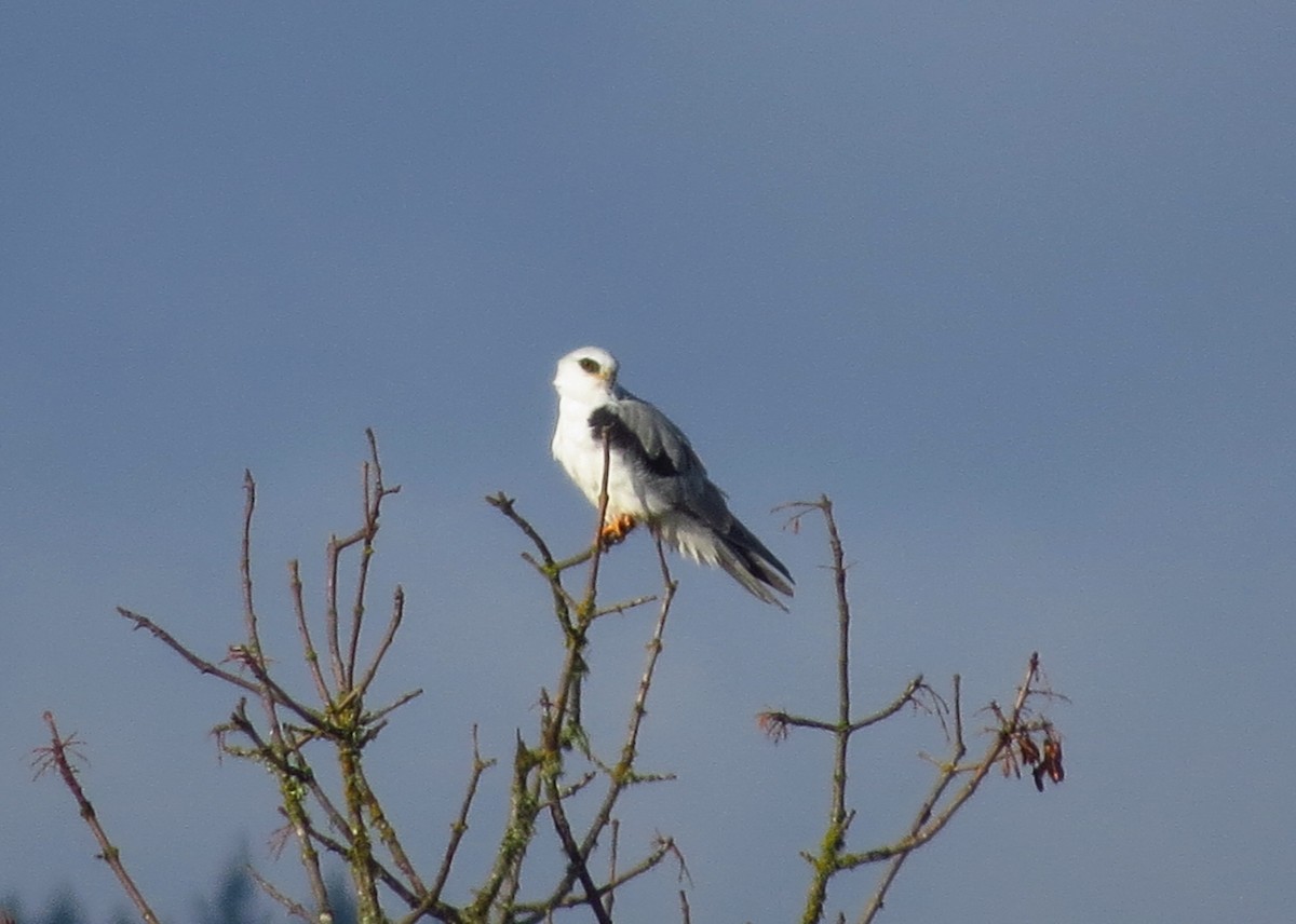 White-tailed Kite - William Proebsting