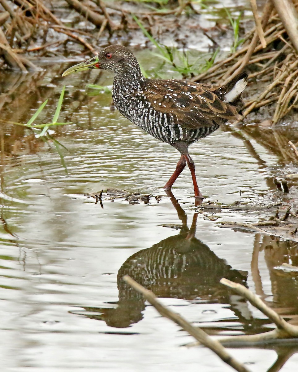 Spotted Rail - Roger Ahlman