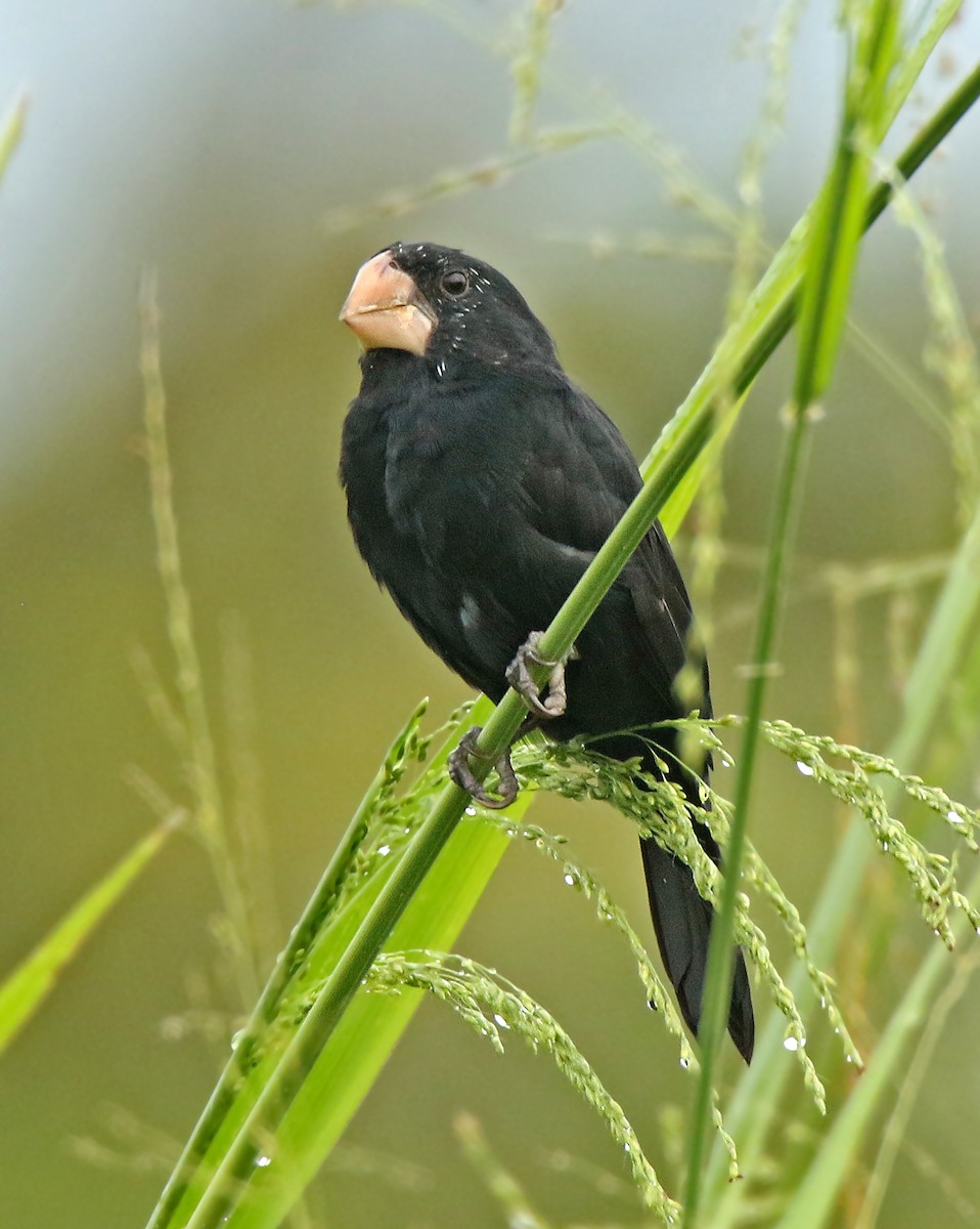 Large-billed Seed-Finch - ML72219371
