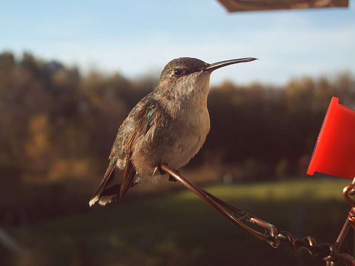 Ruby-throated Hummingbird - ML72222021