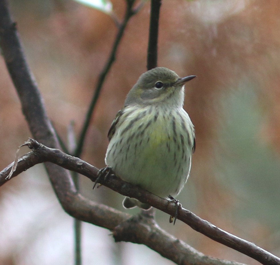 Cape May Warbler - ML72224561