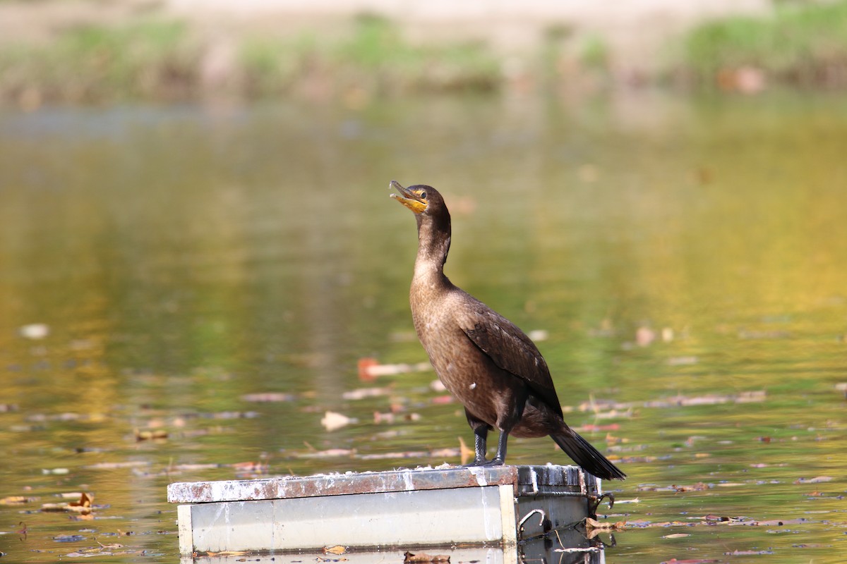 Double-crested Cormorant - Gustino Lanese