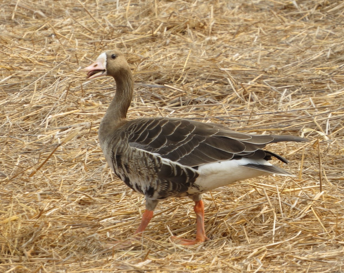 Greater White-fronted Goose - ML72226611