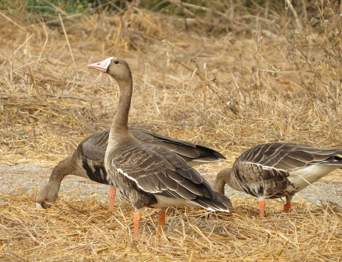 Greater White-fronted Goose - ML72226631