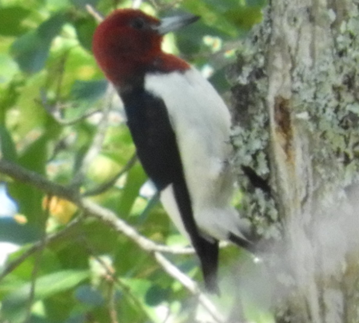 Red-headed Woodpecker - ML72230211