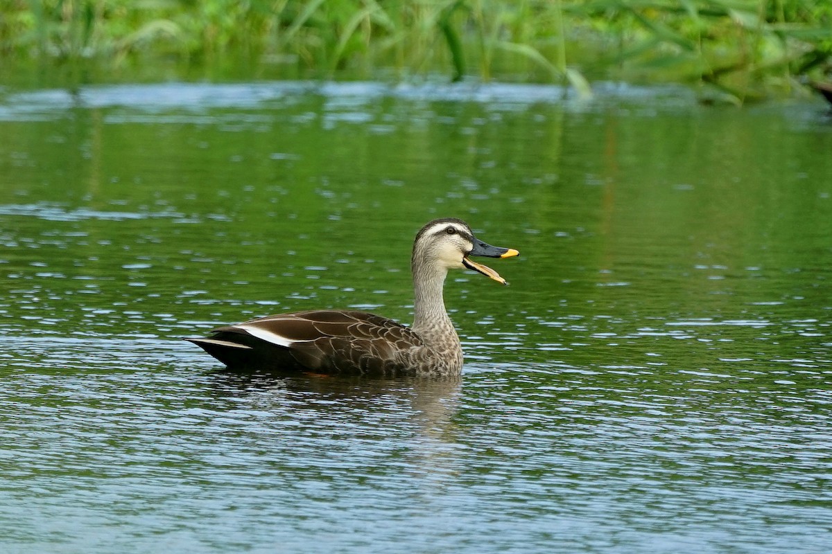 Eastern Spot-billed Duck - JingZu Tu
