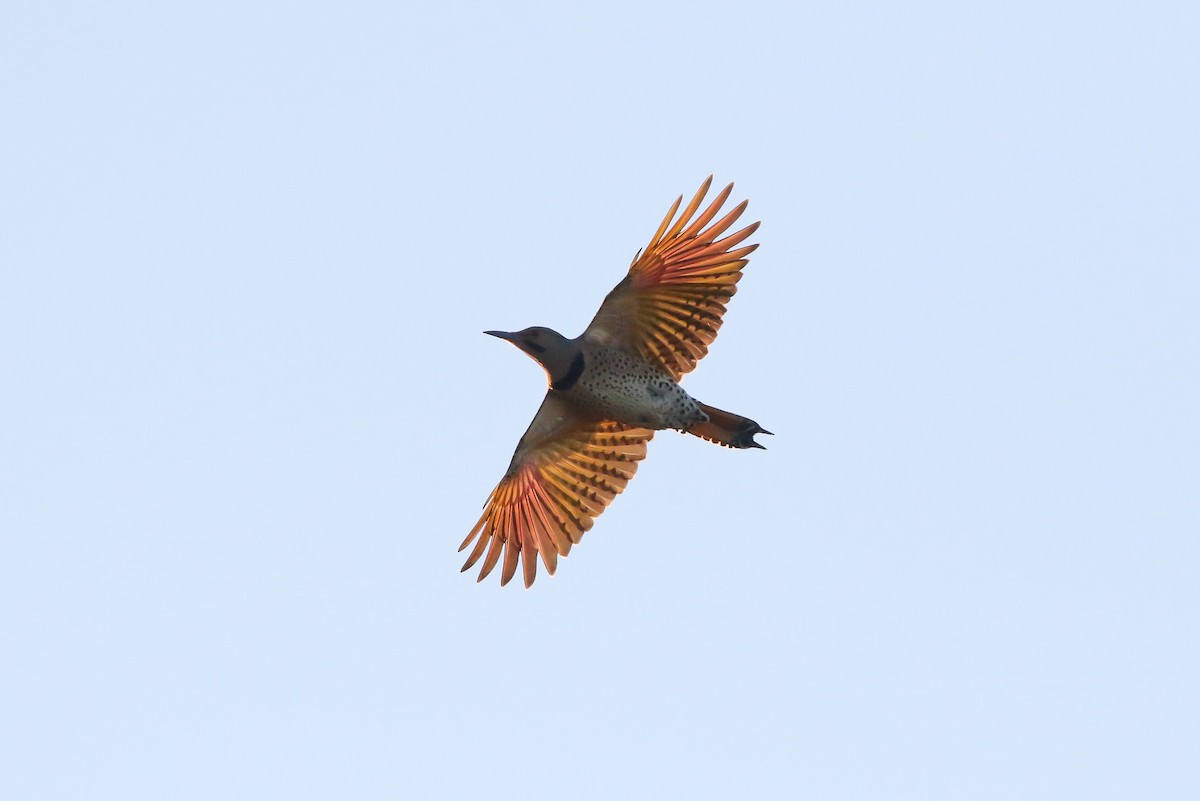 Northern Flicker (Yellow-shafted) - ML72230761