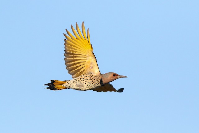 Female Northern Flicker (subspecies <em class="SciName notranslate">luteus</em>). - Northern Flicker (Yellow-shafted) - 