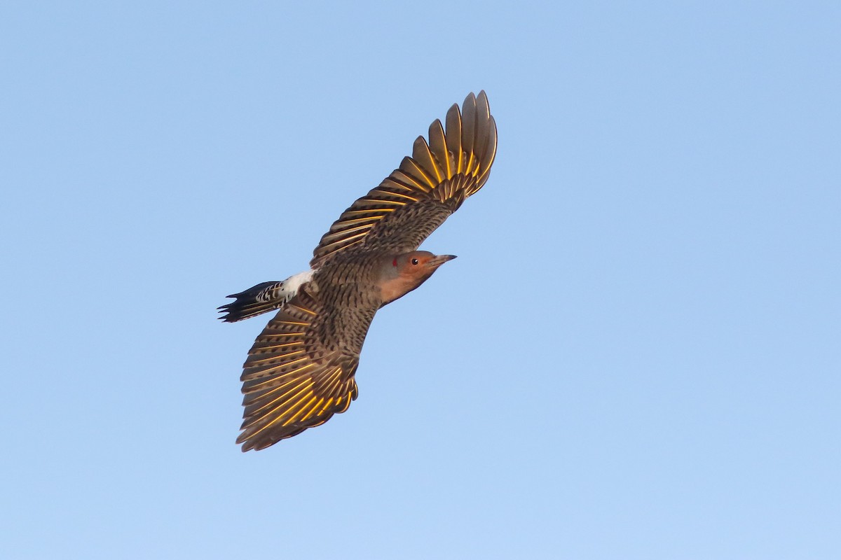 Northern Flicker (Yellow-shafted) - ML72230791