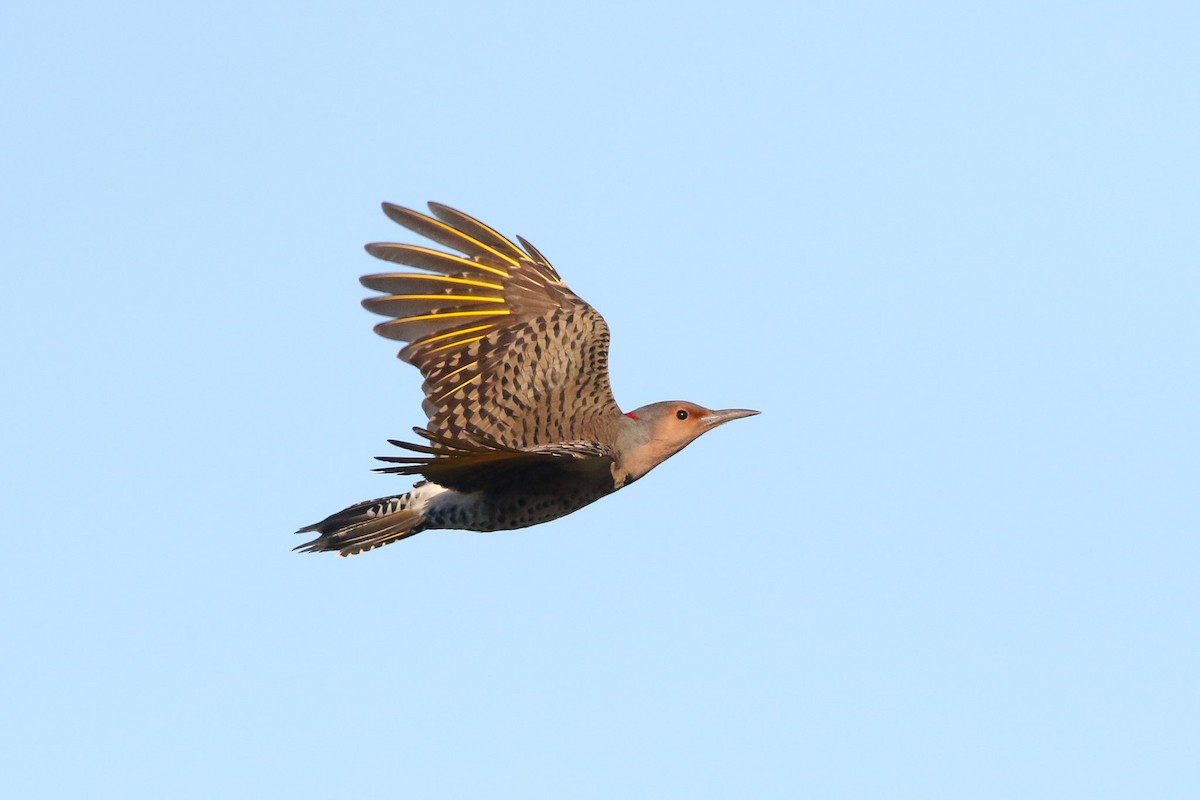 Northern Flicker (Yellow-shafted) - ML72230811