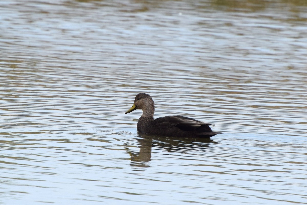 American Black Duck - irina shulgina