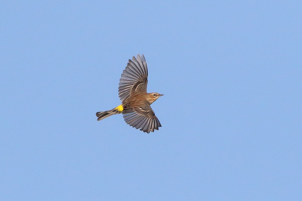 Yellow-rumped Warbler (Myrtle) - ML72234581