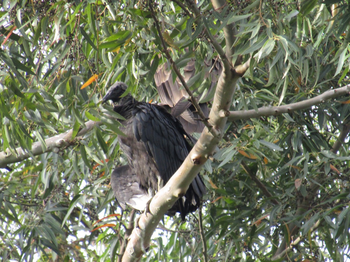 Black Vulture - ML72236101