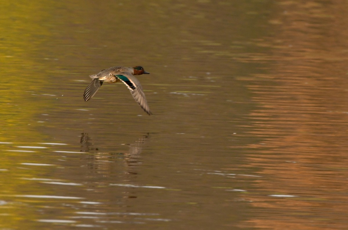 Green-winged Teal - ML72236861