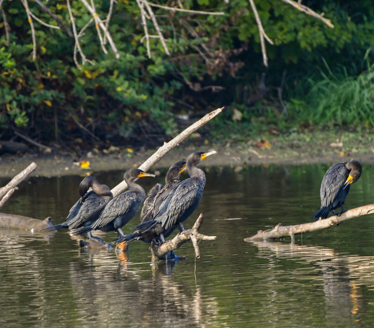Double-crested Cormorant - Ken Pitts