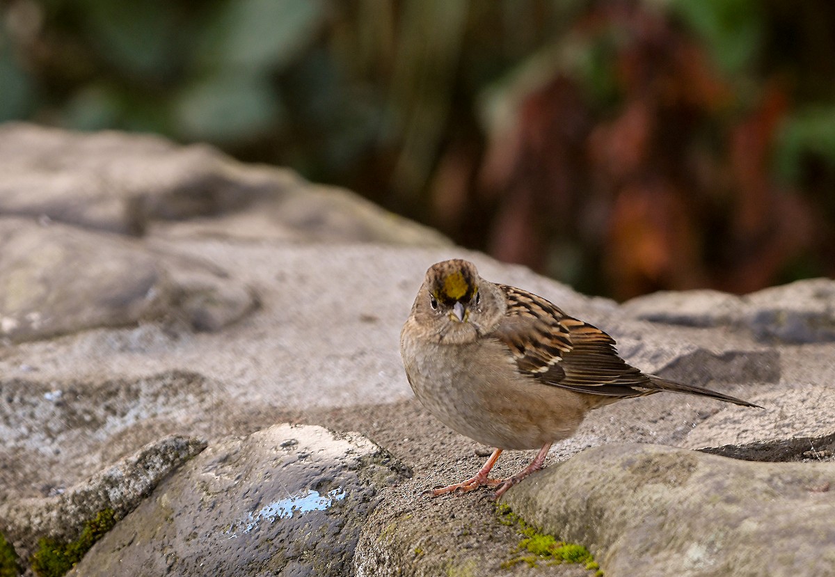 Golden-crowned Sparrow - ML72237401