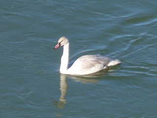 Tundra Swan, ML72238971